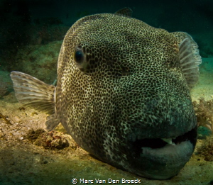one eye by Marc Van Den Broeck 